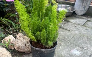 耐寒盆栽植物有哪些？