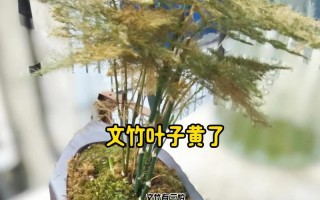 水培文竹叶子发黄怎么办？