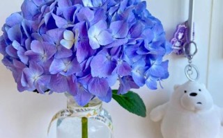 冬天水培绣球花能活吗？