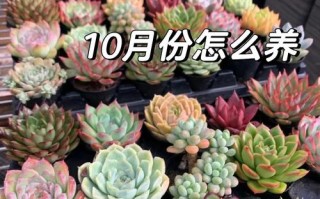 过了夏天多肉怎么救活