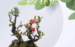 盆栽海棠如何促花多开？