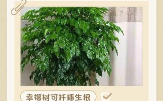 水培幸福树怎么养才活得好？