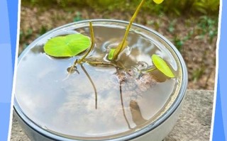 水培碗莲种子用啥土？还是根本不用土？