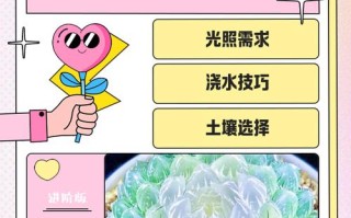 多肉植物栽培要注意哪些事项？