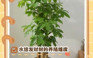 水培发财树能改土养吗？
