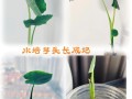 水培植物长大怎么换盆或修剪？