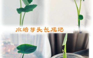 水培植物长大怎么换盆或修剪？