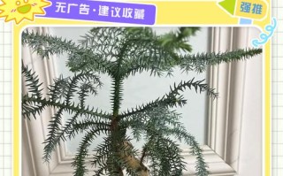 澳洲杉盆栽浇水怎么浇才合适？