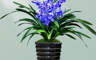 兰花盆栽选什么材质最漂亮？