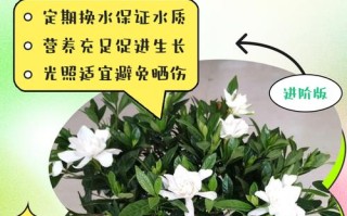 栀子花土培水培，哪种更适合它生长？