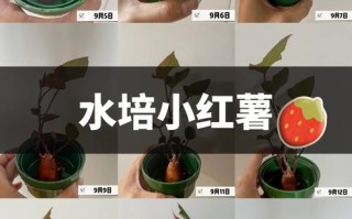 水培红薯十多天不发芽咋办？