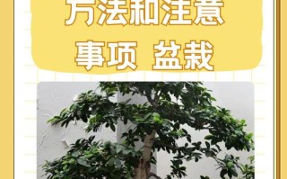 榕树盆栽怎么种才活得好？