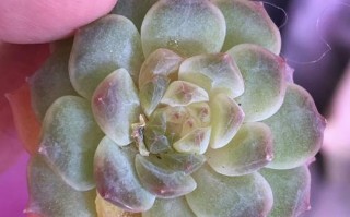 多肉叶子细菌感染水化