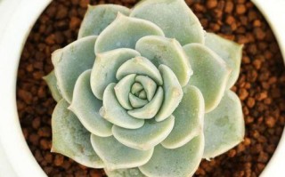 白牡丹开花时间在几月？