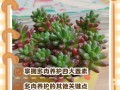 多肉冬季施肥怎么才安全？