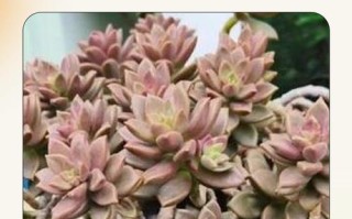 多肉植物什么月份繁殖