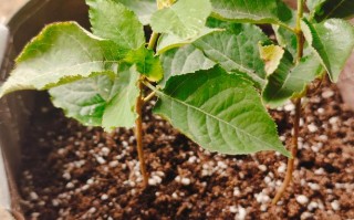 盆栽樱桃树适合用什么泥土？