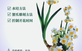 水培植物换盆要注意哪些关键点？