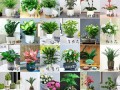 木本小盆栽有哪些常见品种及图片？
