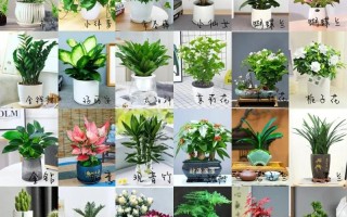 木本小盆栽有哪些常见品种及图片？