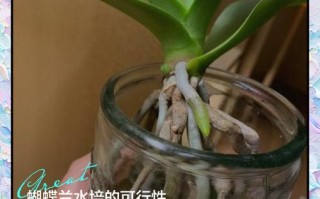 蝴蝶兰种子能水培吗？
