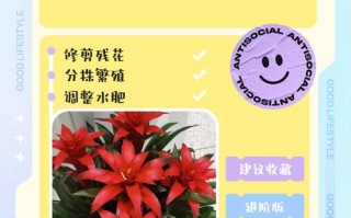 鸿运当头盆栽花养护要注意什么？