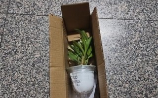 多肉老庄快递如何安全包装？