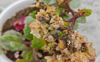 盆栽花为何总倒伏？