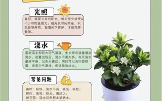 盆栽枝子花的养殖方法