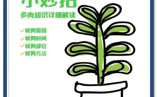 多肉徒长叶少怎么剪？