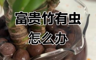 富贵竹水培水里生虫咋办？
