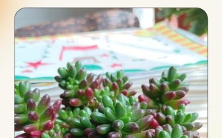 多肉叶插必须拌多菌灵吗？