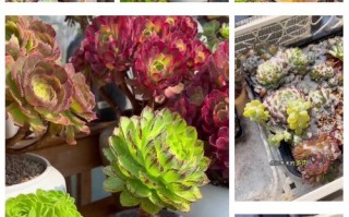 冬天阳台多肉该喷水吗？