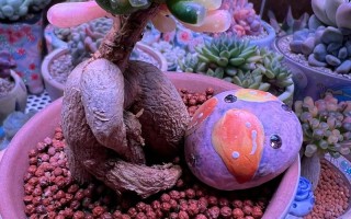 多肉嫁接选什么季节最佳？