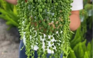 佛珠多肉冬天会被冻死吗？