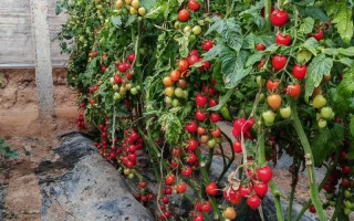 圣女果盆栽怎么种？视频教你在家种出小番茄！