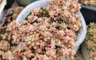 秋丽多肉开花后要剪花剑吗？