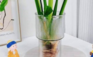 春羽水培器皿怎么加热？