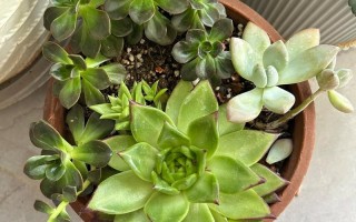 多肉叶片为何纷纷掉落？