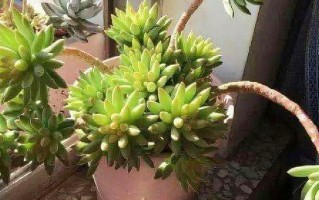 彩虹砍头多肉怎么快速发根？