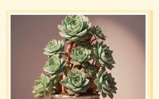 多肉移栽后几天可晒太阳？