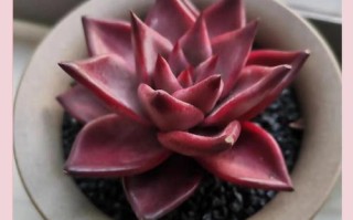 多肉植物象征幸运爱情