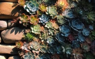 多肉能种墙上吗？怎么种？