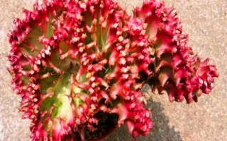 红色玉麒麟多肉有毒吗？