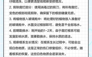 水培风信子烂根是何原因导致？