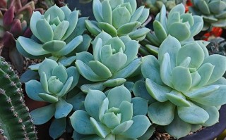 20多度多肉露养可行吗？