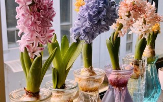 哪些花既能水培又能土培？