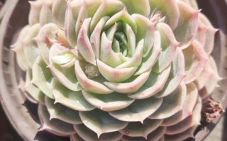 云南野生多肉有哪些珍稀品种？