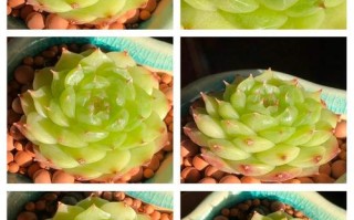 夏季多肉能天天喷水吗？