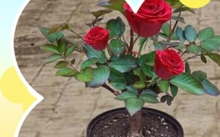 盆栽花步骤图解，从选盆到养护关键在哪？